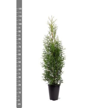 Thuja occidentalis 'King of Brabant'