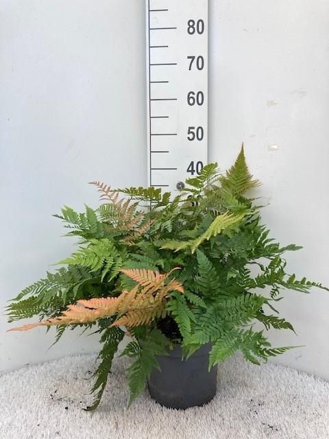 Dryopteris erythrosora