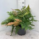 Dryopteris erythrosora