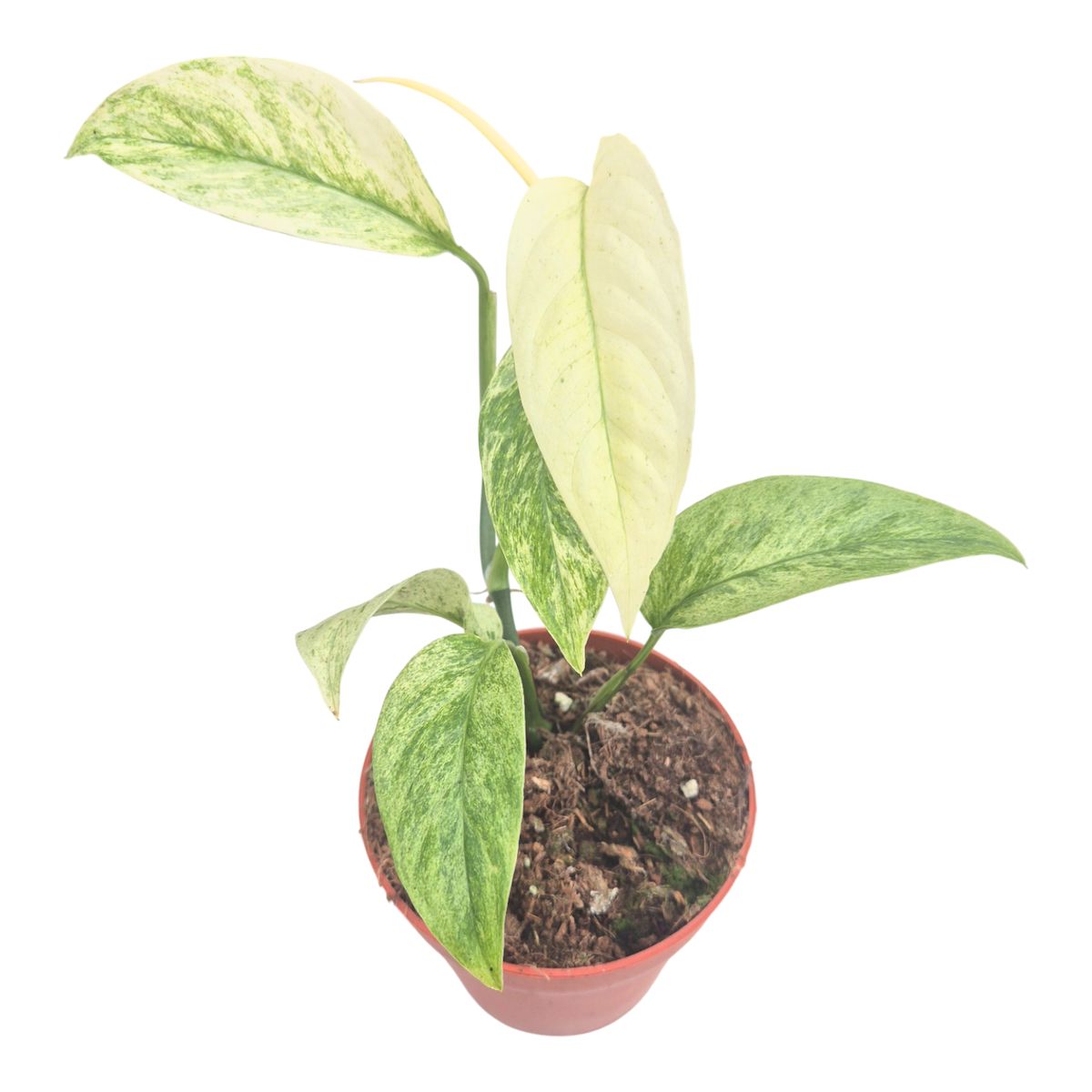 caramel philodendron Philodendron Caramel Marble 3