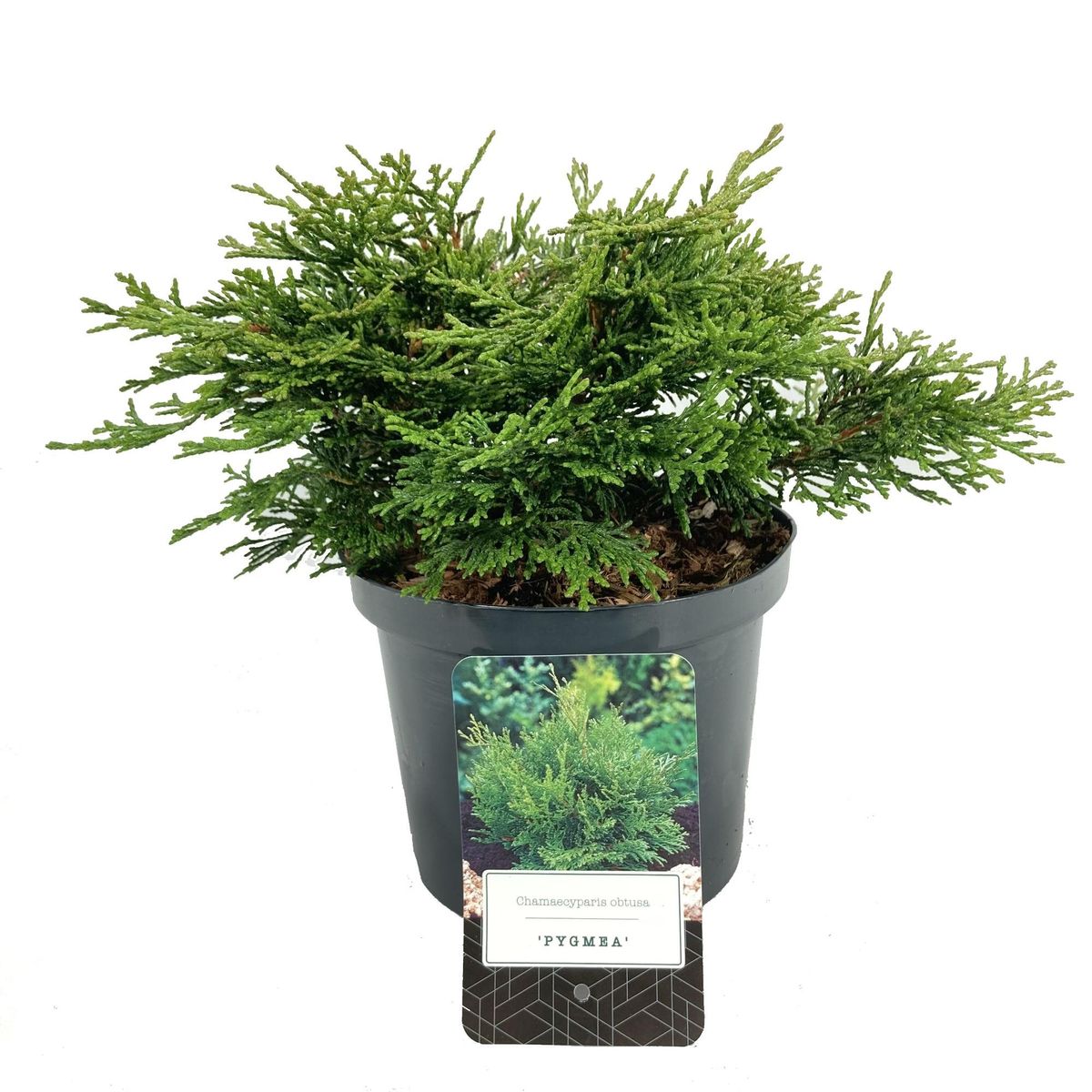 Chamaecyparis obtusa 'Pygmaea' — Plant Wholesale FlorAccess