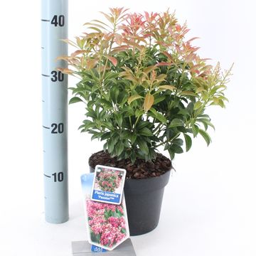 Pieris japonica 'Passion'