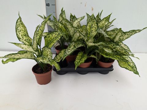 Aglaonema 'Unyamanee White'