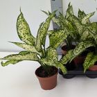 Aglaonema 'Unyamanee White'