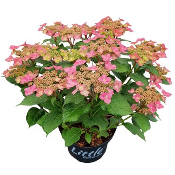 Hydrangea MILLION STARS SIRIUS PINK