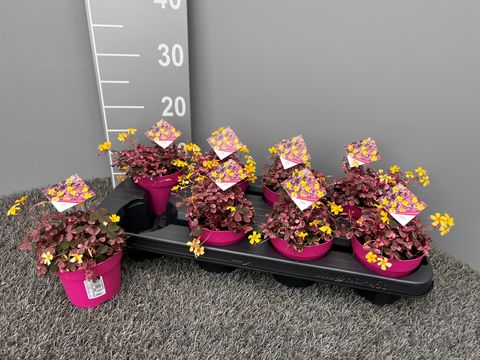 Oxalis spiralis 'Crazy Pink'