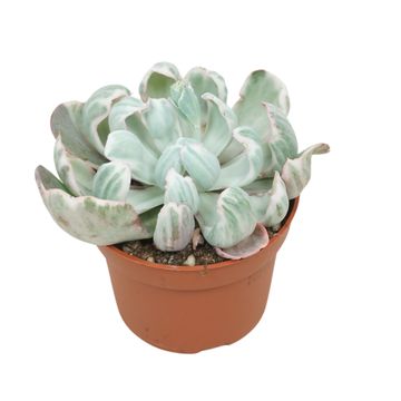 Echeveria 'Green Emerald Variegata'