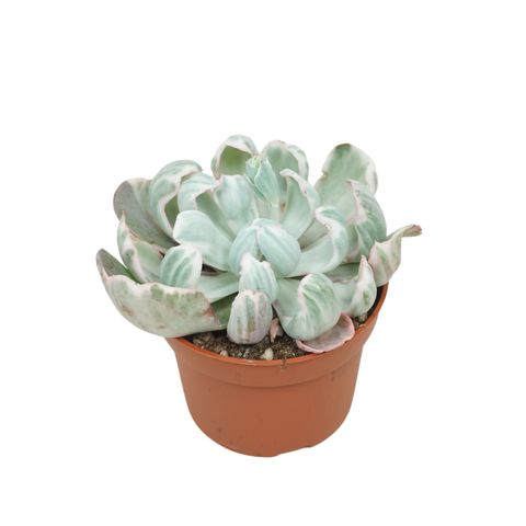 Echeveria 'Green Emerald Variegata'