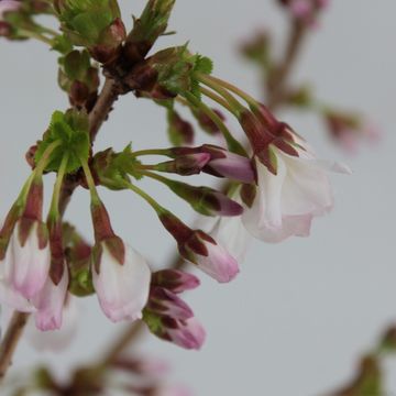 Prunus nipponica 'Brillant'