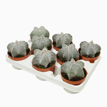 Astrophytum myriostigma