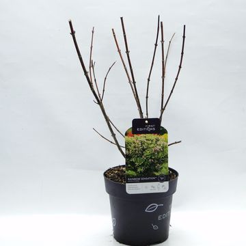 Weigela florida RAINBOW SENSATION