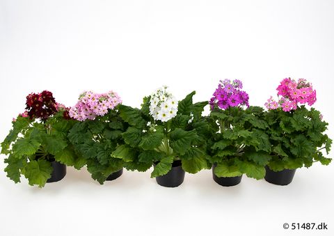 Primula malacoides MIX