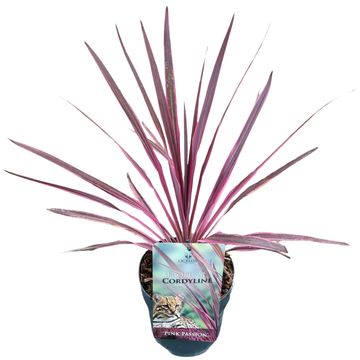 Cordyline 'Paso Doble'