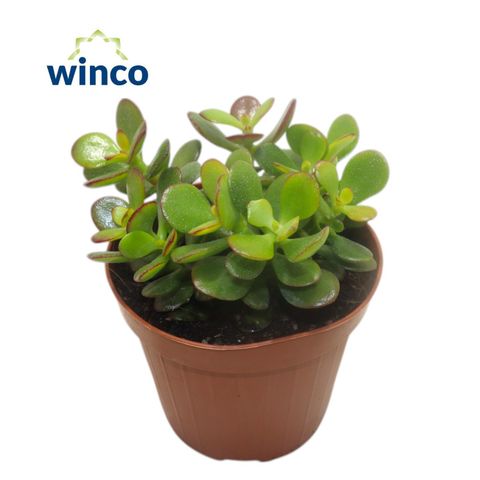 Crassula ovata 'Minor'