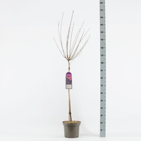 Syringa BLOOMERANG DARK PURPLE