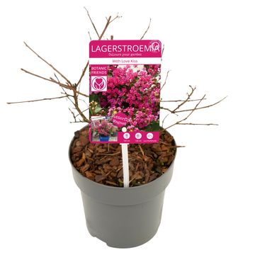 Lagerstroemia indica WITH LOVE KISS