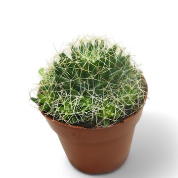 Mammillaria longimamma