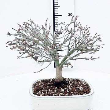 Acer palmatum 'Kiyohime'