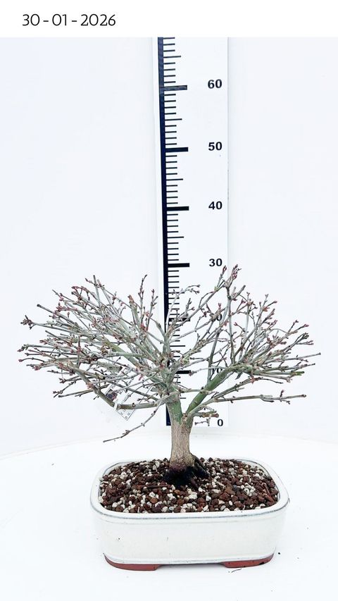 Acer palmatum 'Kiyohime'