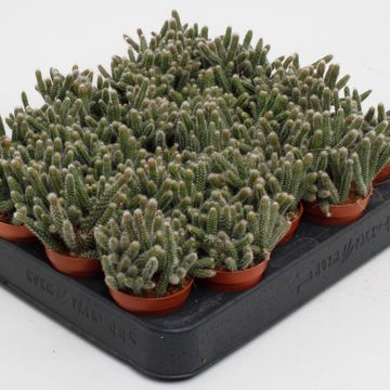 Rhipsalis baccifera horrida