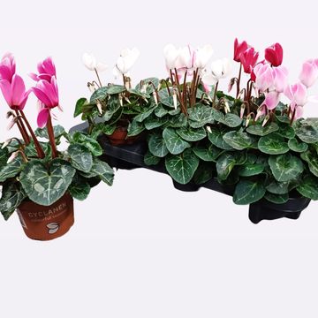 Cyclamen persicum SUPER SERIE S ALLURE MIX