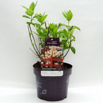 Hydrangea paniculata WHITE DIAMONDS