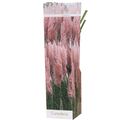 Cortaderia selloana 'Rosea'