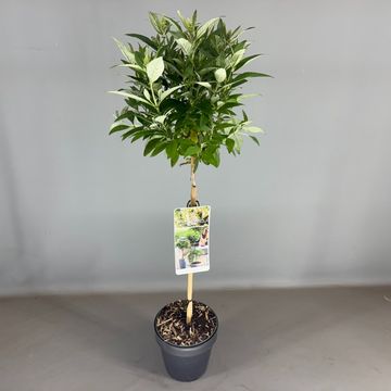 Buddleja davidii BUTTERFLY CANDY LITTLE WHITE