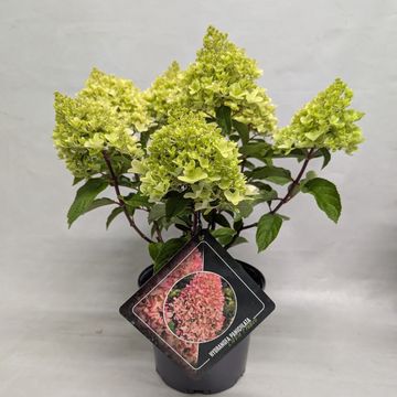 Hydrangea paniculata LITTLE FRESCO