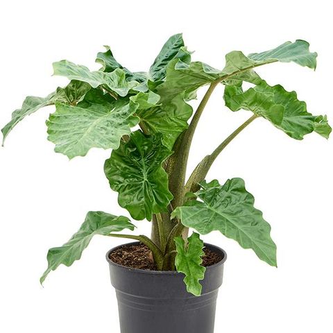 Alocasia 'Portodora' — Plant Wholesale FlorAccess