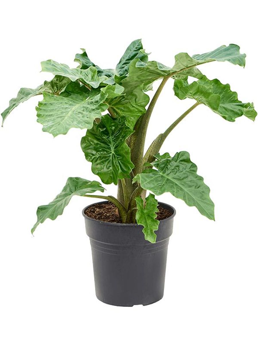 Alocasia 'Portodora' — Plant Wholesale FlorAccess