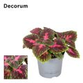 Plectranthus scutellarioides MAIN STREET PARK AVENUE