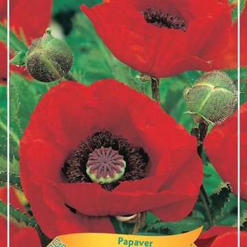 Papaver orientale 'Beauty of Livermere'