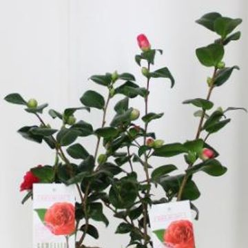 Camellia japonica 'Lady Campbell'