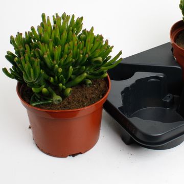 Crassula ovata 'Horntree'