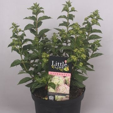Hydrangea paniculata LITTLE LIME