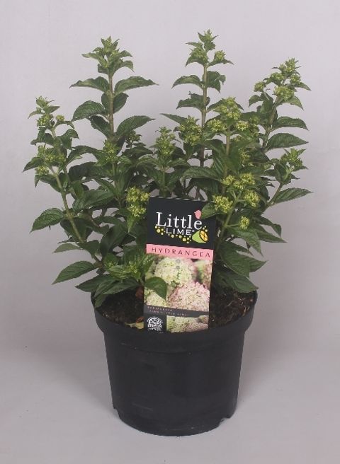 Hydrangea paniculata LITTLE LIME