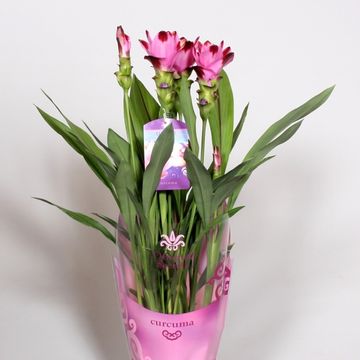 Curcuma alismatifolia SIAM SPLASH