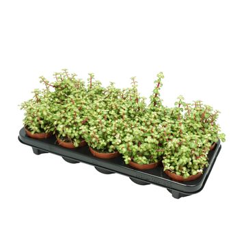 Portulacaria afra 'Variegata'