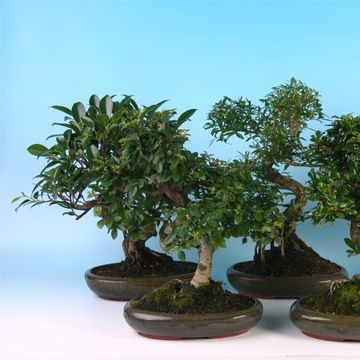 Bonsai MIX