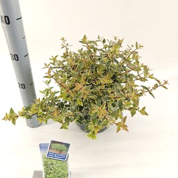 Abelia x grandiflora JELLY BEANS