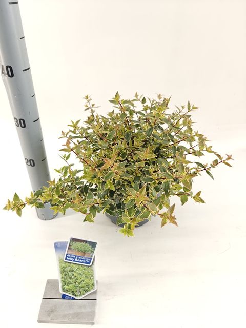 Abelia x grandiflora JELLY BEANS