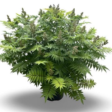 Sorbaria sorbifolia 'Sem'