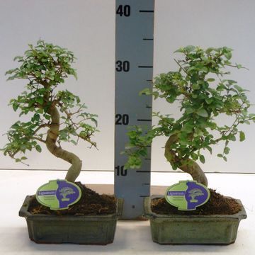 Ligustrum sinense