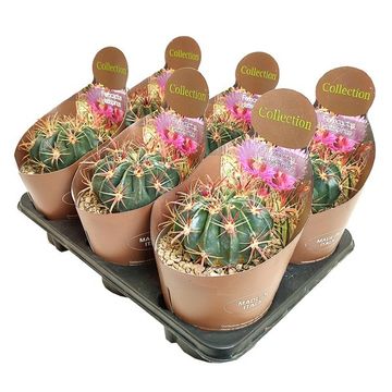 Ferocactus latispinus