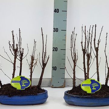 Metasequoia glyptostroboides