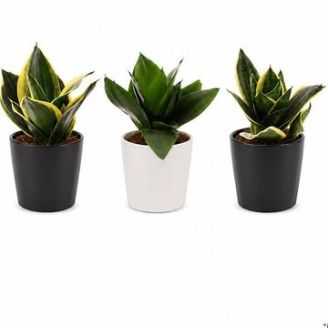 Sansevieria trifasciata 'Hahnii'