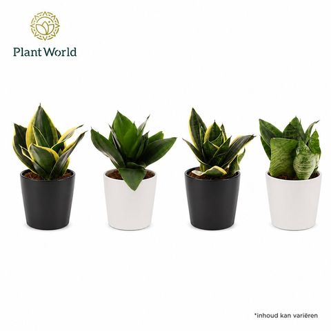 Sansevieria trifasciata 'Hahnii'