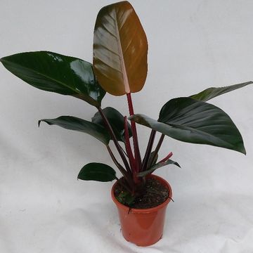 Filodendro 'Rojo Congo'