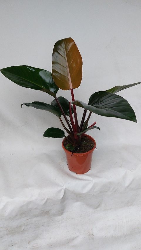 Filodendro 'Rojo Congo'